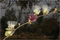 Capparis zeylanica